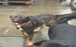 Mixed Breed dogs for adoption: Bubbles - Norwich Norfolk  - Advert 10