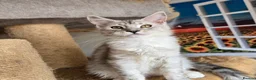 Maine Coon cats for sale: Ready now Silver with white Maine Coon kittens - Advert 30