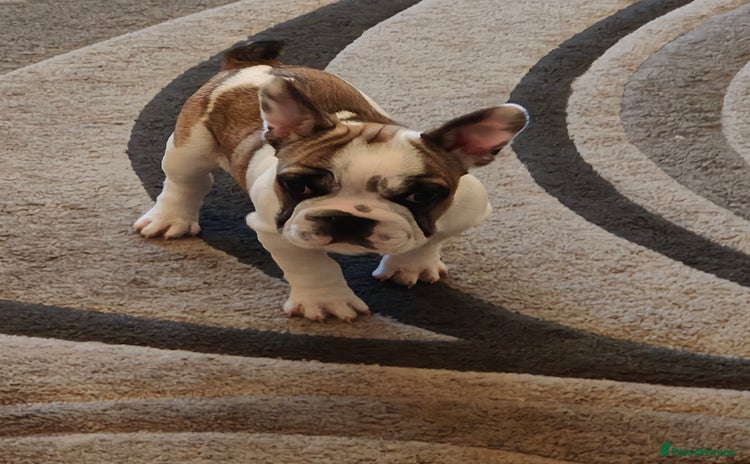 French Bulldog dogs - Advert 1