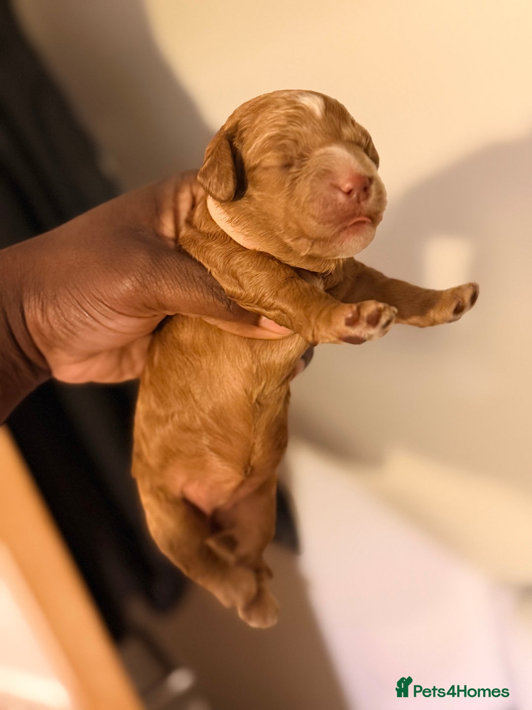 Cockapoo dogs for sale: Adorable Puppies Looking for Their Forever Homes! - Advert 20