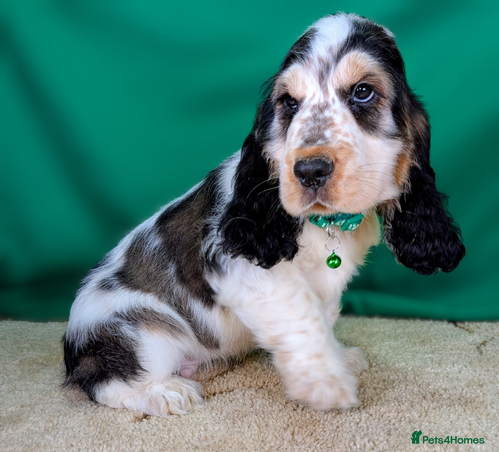 Cocker Spaniel dogs Very Special Show Cocker Spaniel Puppies - Advert 1