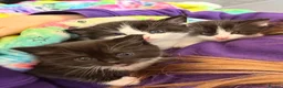 Mixed Breed cats for sale: 3 cute fluffy kittens  in Stranraer - Advert 1