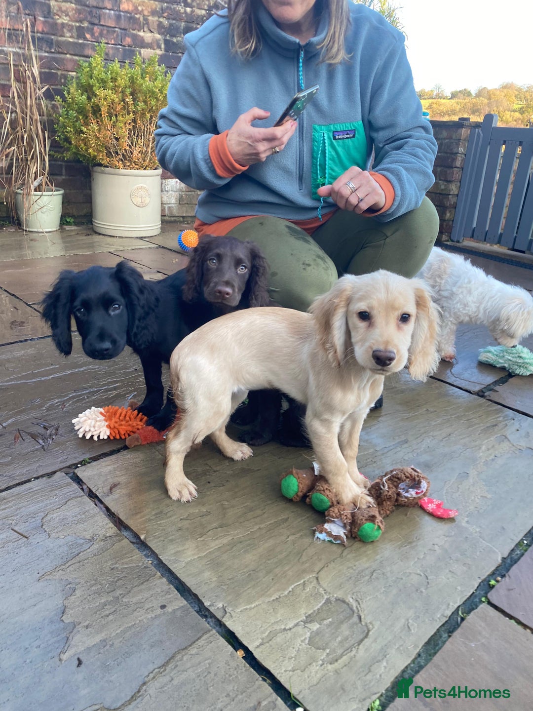 Cocker Spaniel dogs for sale: Working Cocker Pups  - Image 6