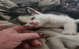 Mixed Breed cats for sale: Fluffy girls - Advert 6