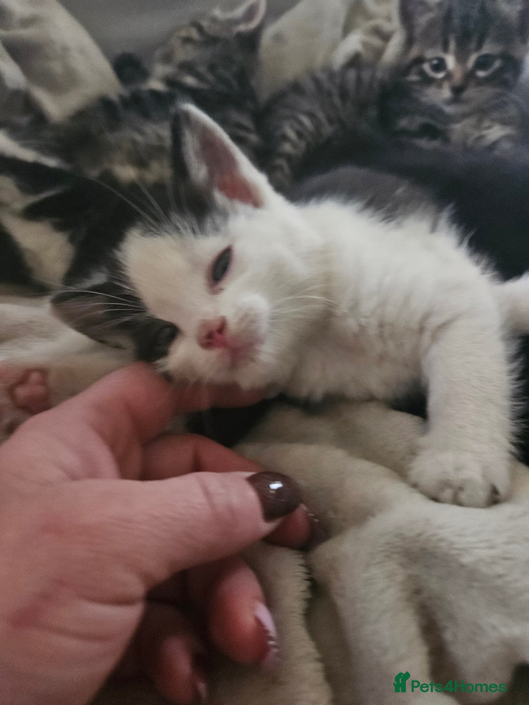 Mixed Breed cats for sale: Fluffy girls - Advert 6