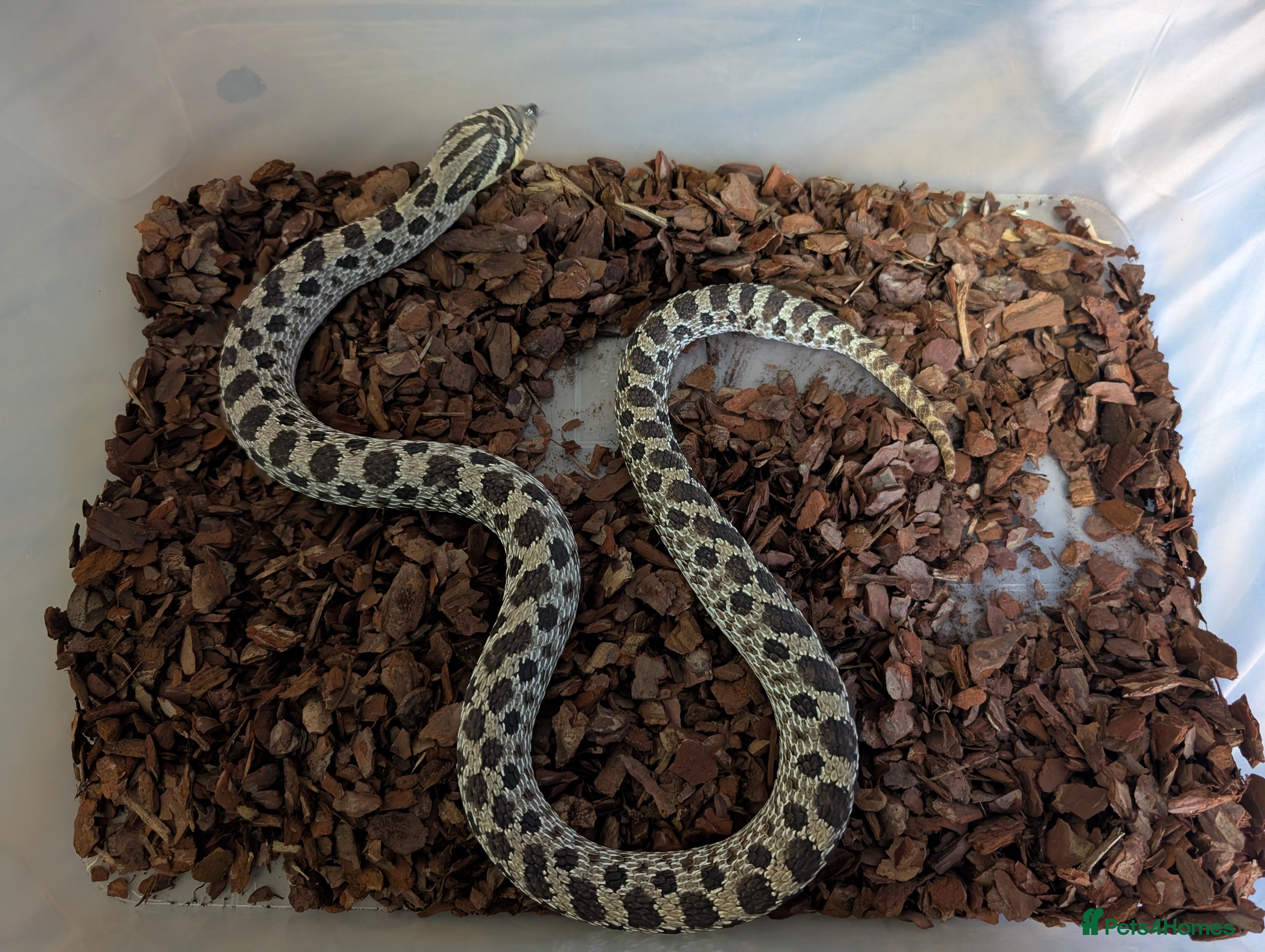 Snake reptiles Hognose snake for sale  - Advert 1