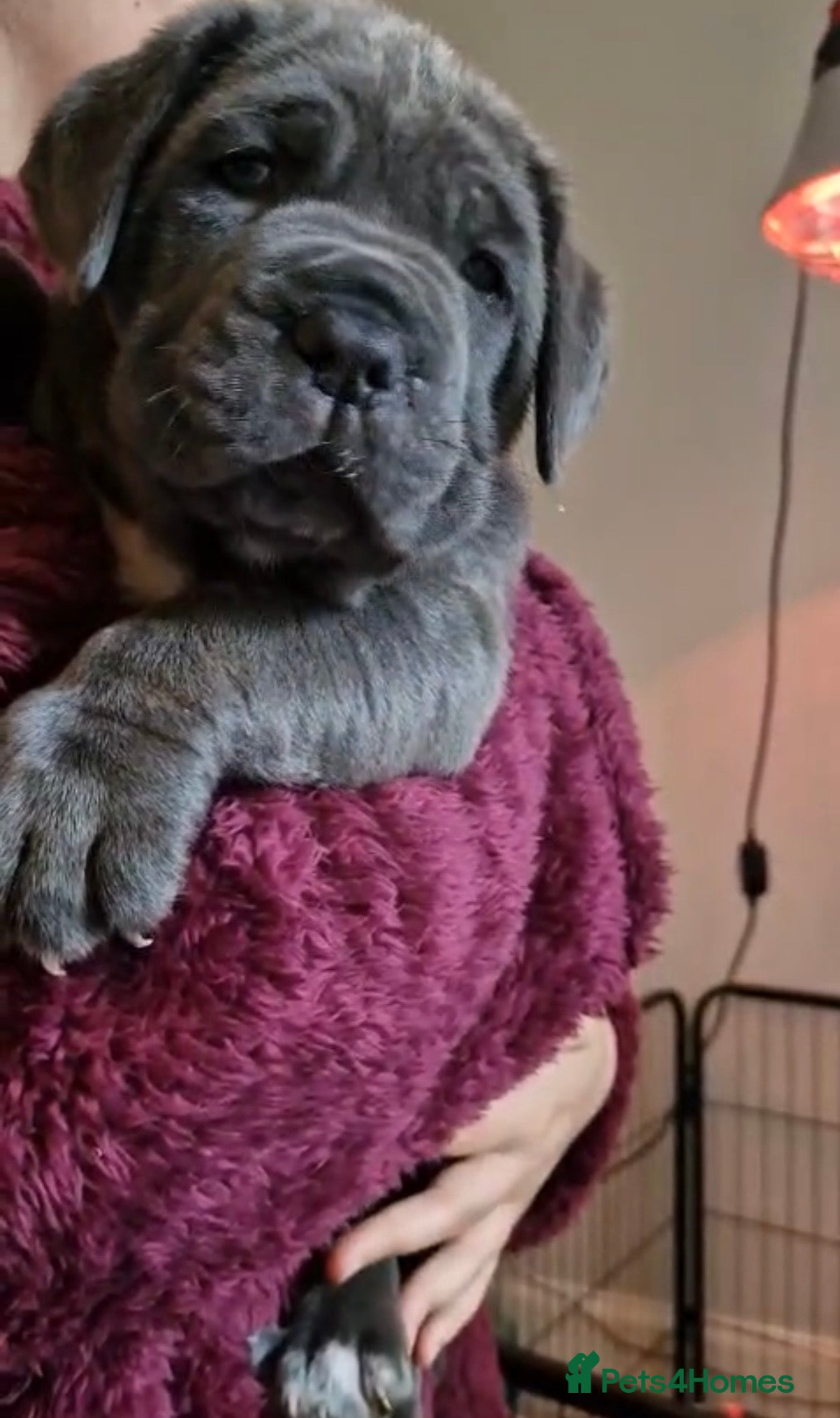 Neapolitan Mastiff dogs for stud: Neapolitan Mastiff Stud  - Advert 13