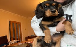 Cavalier King Charles Spaniel dogs for sale: ⭐️ fully Health tested KC reg cavalier puppies  - Image 1