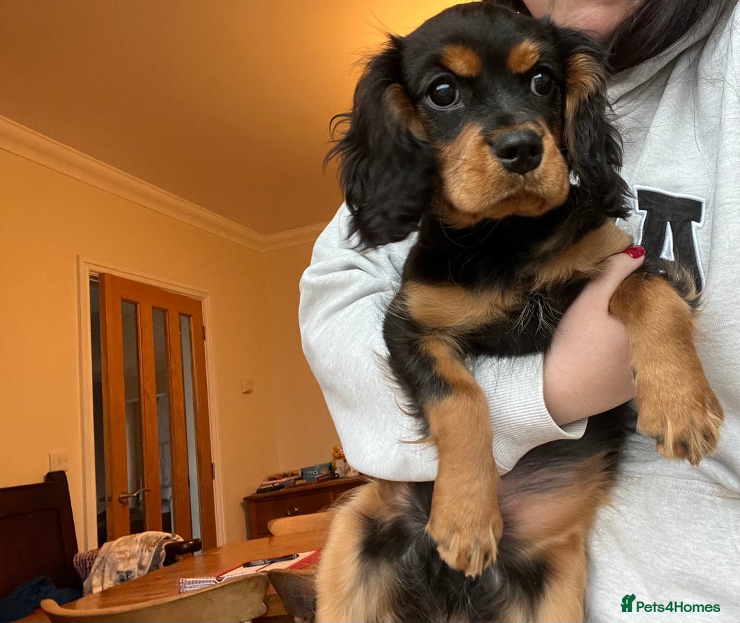 Cavalier King Charles Spaniel dogs for sale: ⭐️ fully Health tested KC reg cavalier puppies  - Image 1