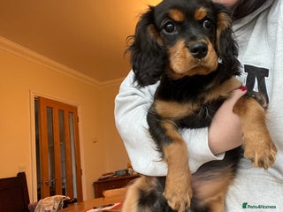 Cavalier King Charles Spaniel dogs - Advert 2