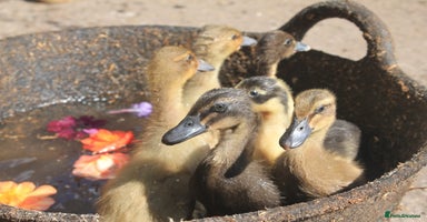 Ducks poultry - Advert 5