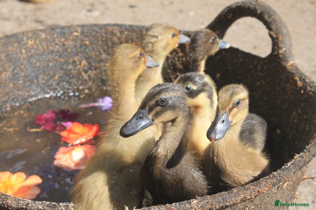 Ducks poultry for sale: Ducklings - Image 2
