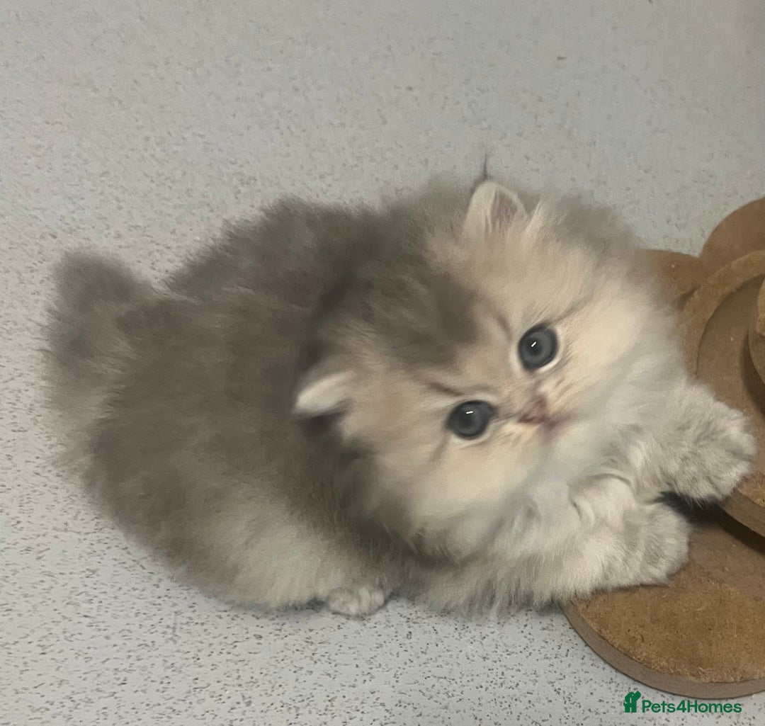 Scottish Fold cats for sale: Pedigree cutest SFLH kittens   - Advert 8