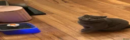 Scottish Fold cats for sale: Blue Scottish Fold - 3 years old - Advert 5