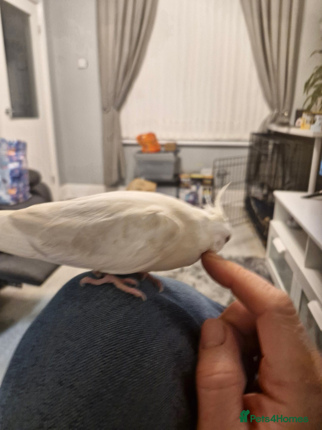 Cockatiels birds for sale: Cockatiel  - Advert 10