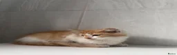 Mixed Breed cats for sale: Beautiful Ginger kittens for sale  - Advert 3
