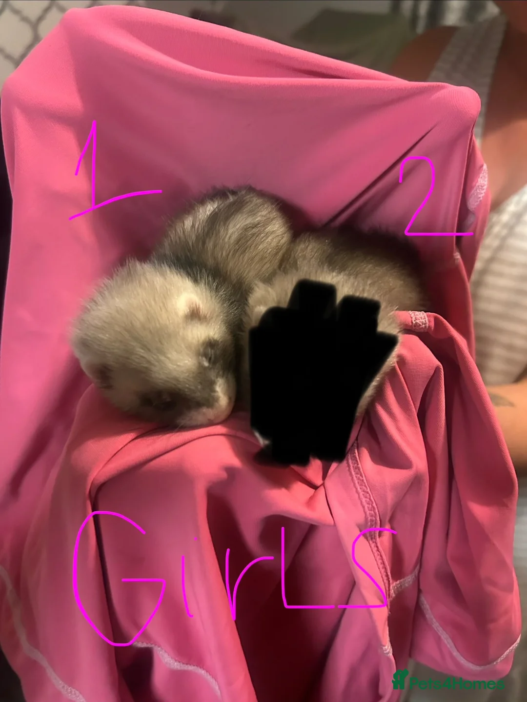 Ferret rodents for sale: Sable Ferrets - Advert 2