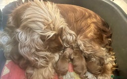 Cocker Spaniel dogs for sale: Exceptional Golden KC Show Cocker Spaniels in Chepstow - Image 15