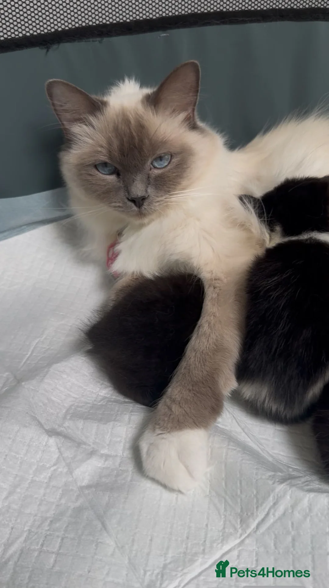 Mixed Breed cats for sale: Black & white kitten in London - Advert 2