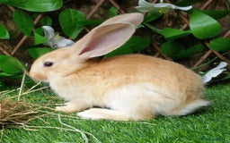 Continental Giant rabbits for sale: PURE BRED Continental Giants  VACCINATED RESERVE   - Image 7