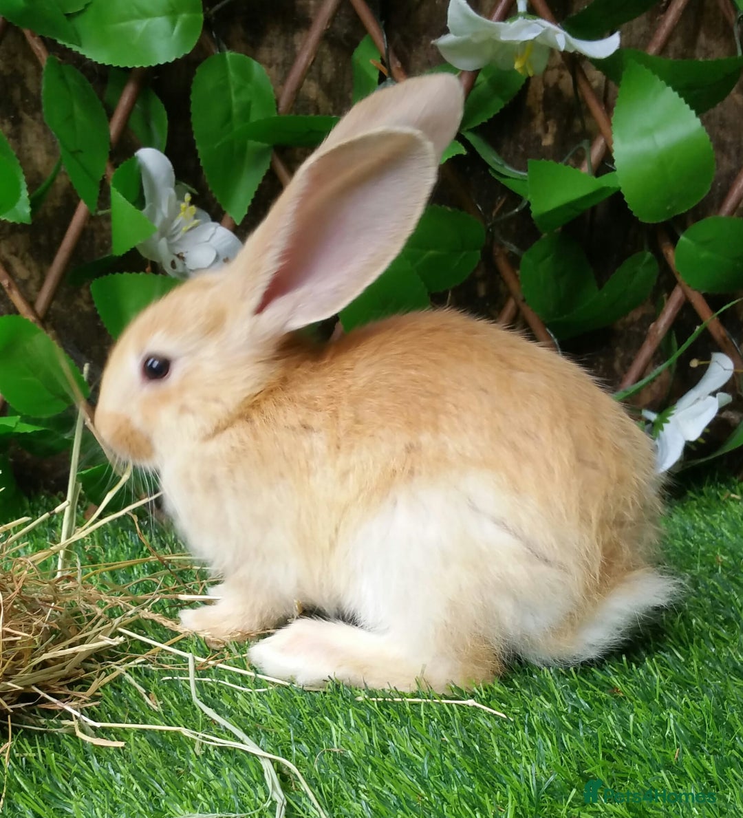 Continental Giant rabbits for sale: PURE BRED Continental Giants  VACCINATED RESERVE   - Image 7