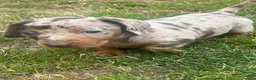 Dachshund dogs for sale: Beautiful, loving, Daschound babies - Advert 14