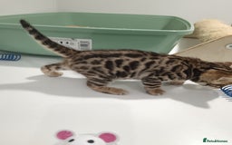 Bengal cats for sale: Pure Bengal kittens - Image 13