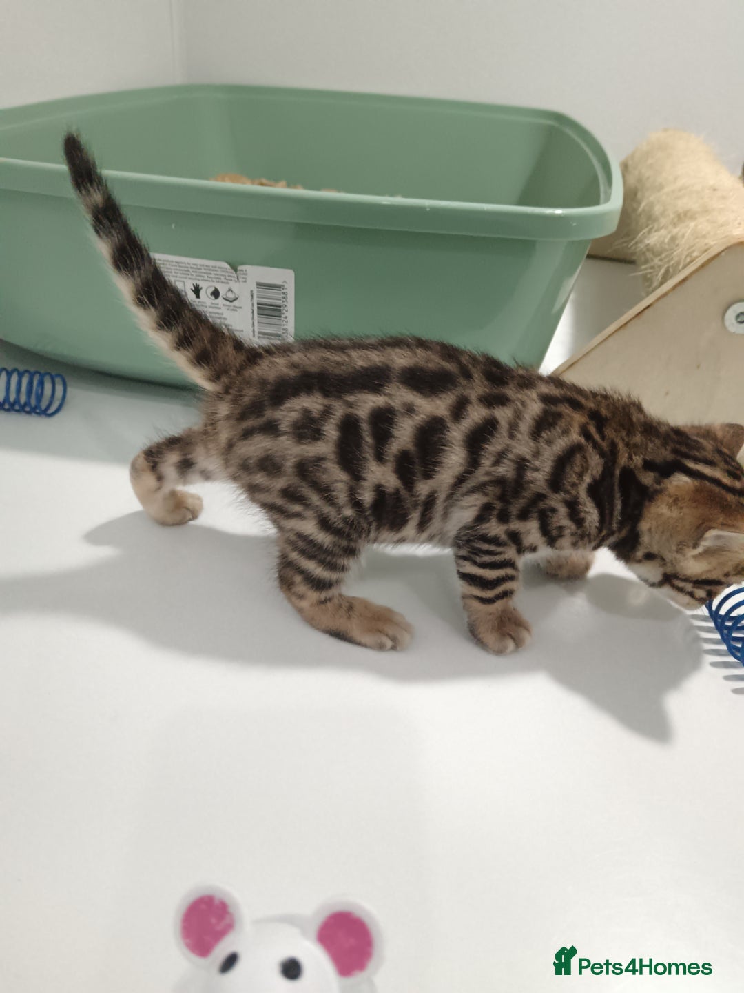Bengal cats for sale: Pure Bengal kittens - Image 13