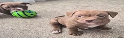 American Bully dogs for sale: Micro pocket bullies  in Bishop Auckland - Advert 3