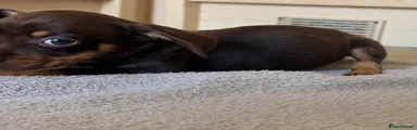 Mixed Breed 2