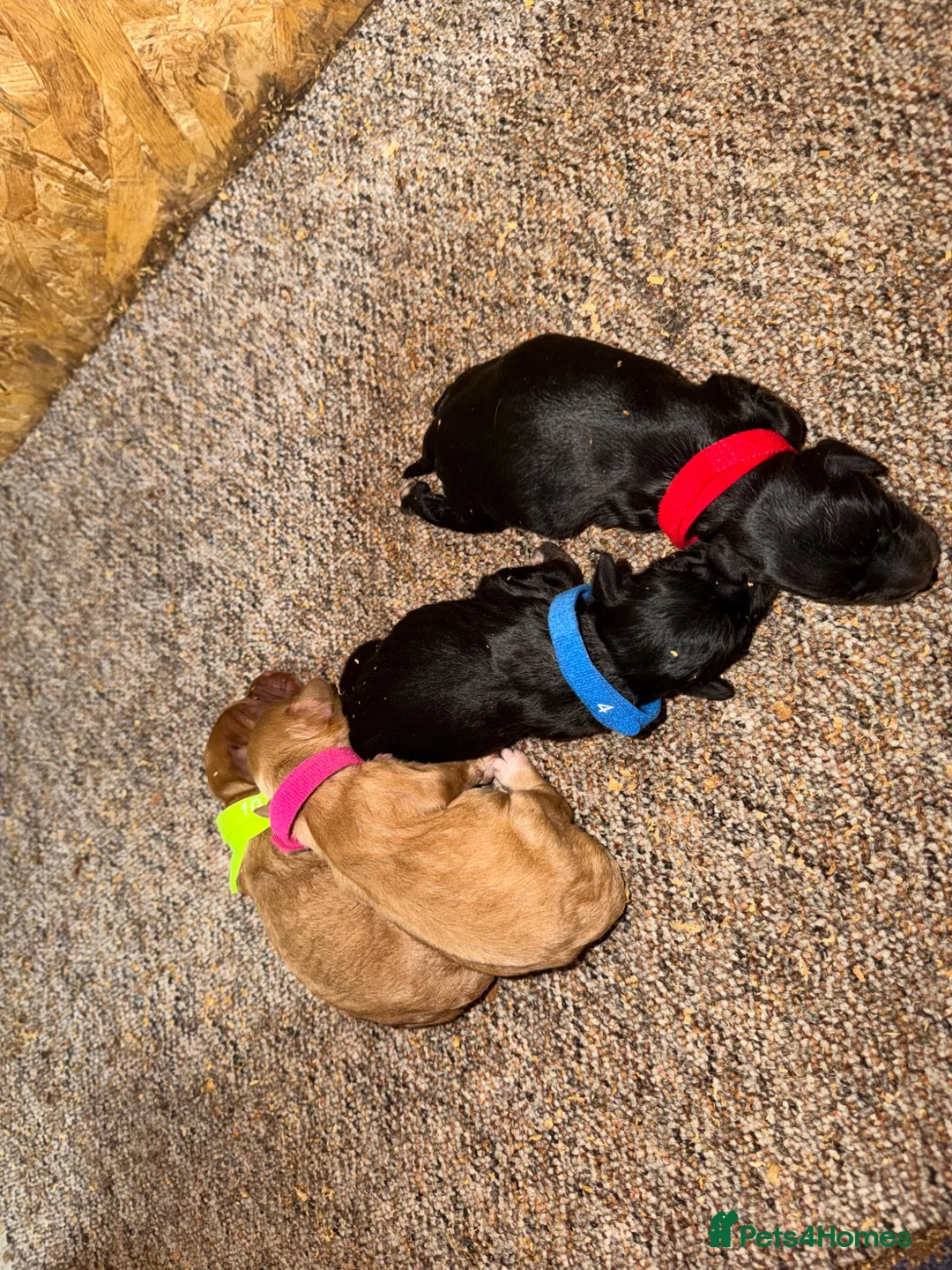 Cockapoo dogs for sale: F1 Cockapoo Puppies  - Advert 2