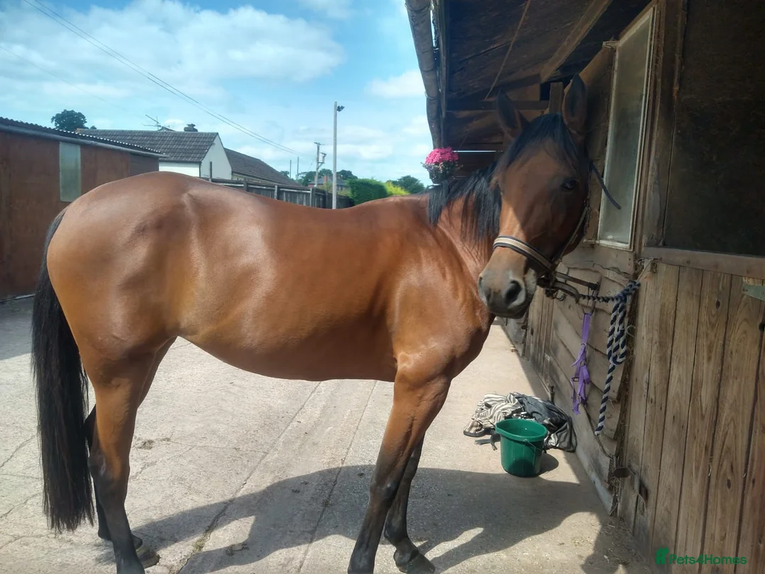 Trotter horses for sale: Ruby project mare for sale  - Advert 2