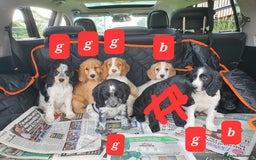 Cocker Spaniel dogs for sale: Cocker Spaniel puppies - Image 8