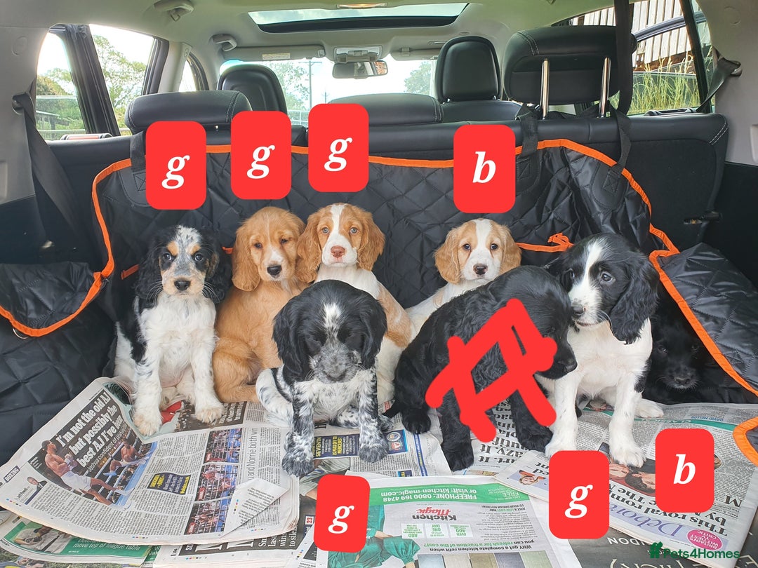 Cocker Spaniel dogs for sale: Cocker Spaniel puppies - Image 8