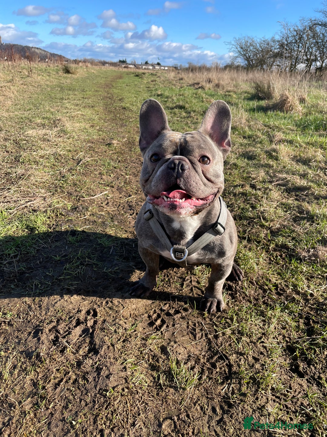 French Bulldog dogs for sale: Male French bulldog  - Image 6