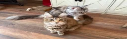 Maine Coon cats for sale: Female Maine coon - Advert 3