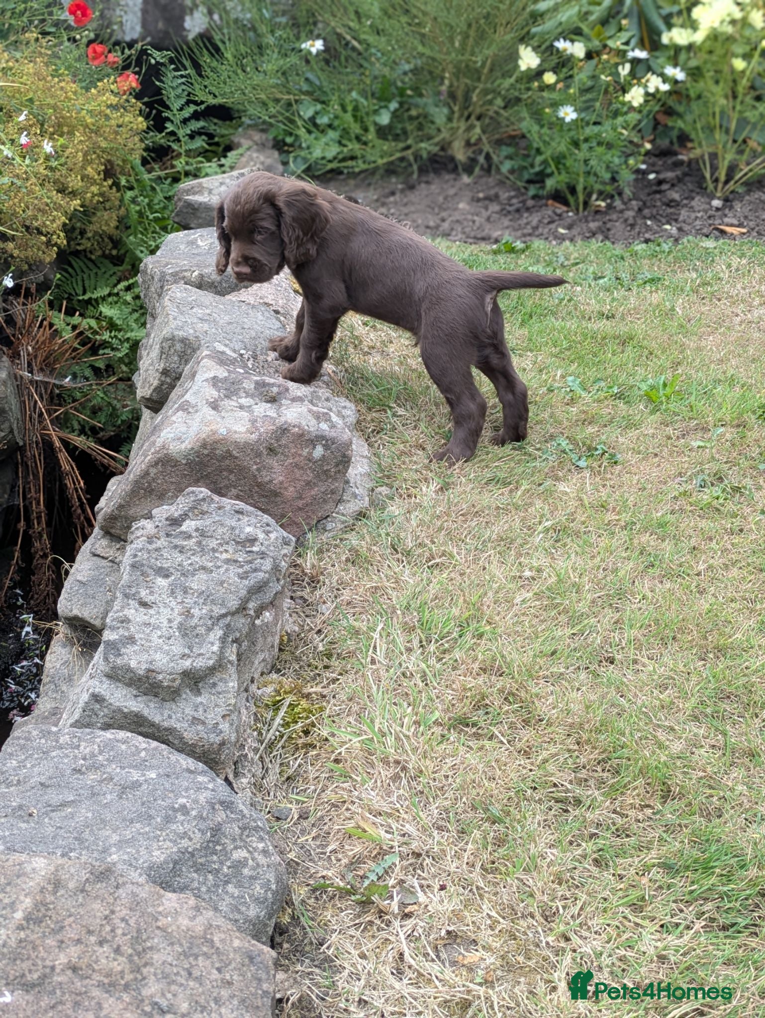 Cocker Spaniel dogs Outstanding Working Cocker Spaniel pups for sale - Advert 4