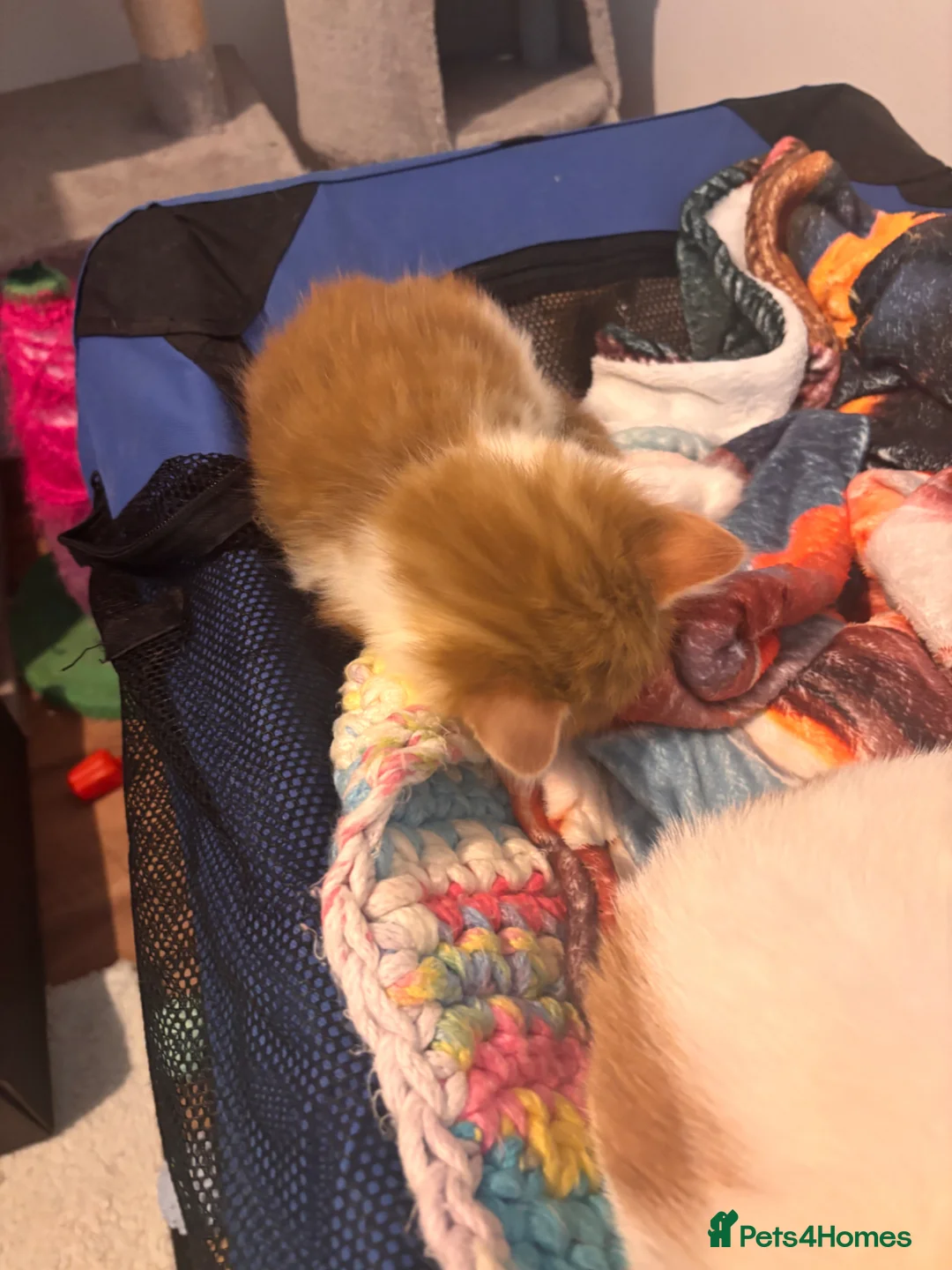 Mixed Breed cats for sale: Beautiful kittens  - Advert 21