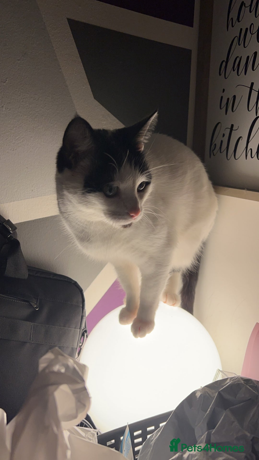 Mixed Breed cats for sale: 2 cats for rehoming - Advert 5