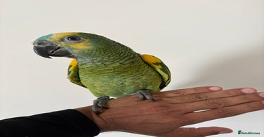 Parrots birds - Advert 9