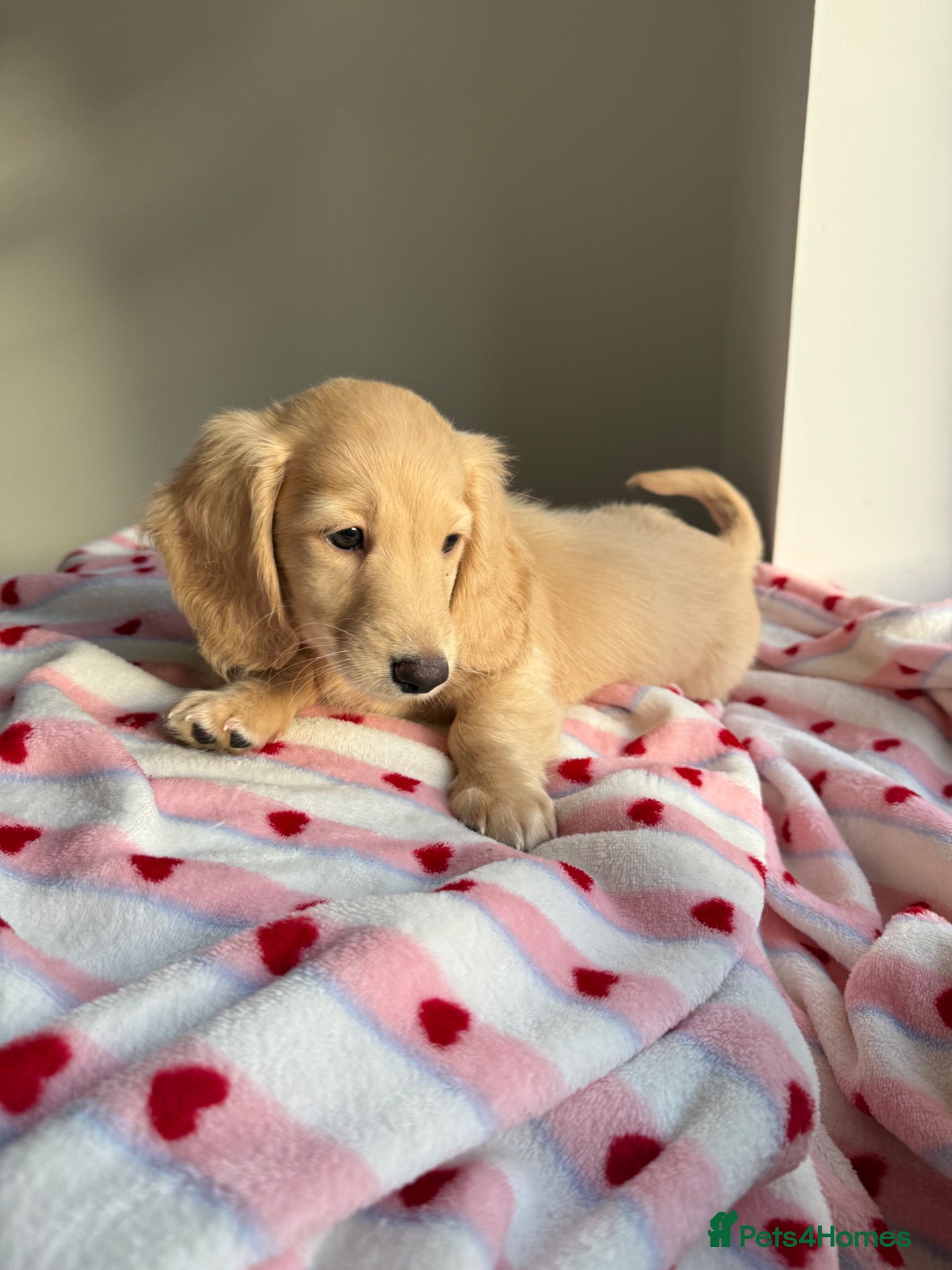 Miniature Dachshund dogs Kc Last boy! - Advert 2