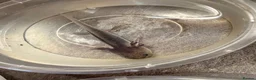 Axolotl reptiles for sale: Baby Axolotol’s  - Advert 6