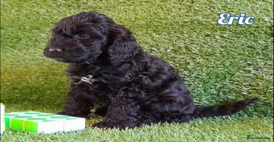 Cockapoo dogs Stunning F1 Cockapoos Available - Advert 15