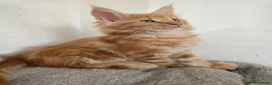 Maine Coon Kitten 1