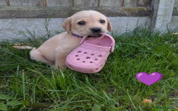 Labrador Retriever dogs for sale: Black/red Labrador pups - Image 8