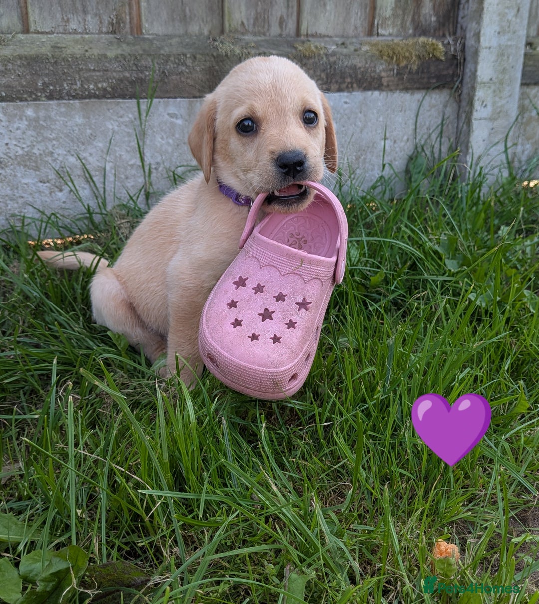 Labrador Retriever dogs for sale: Black/red Labrador pups - Image 8