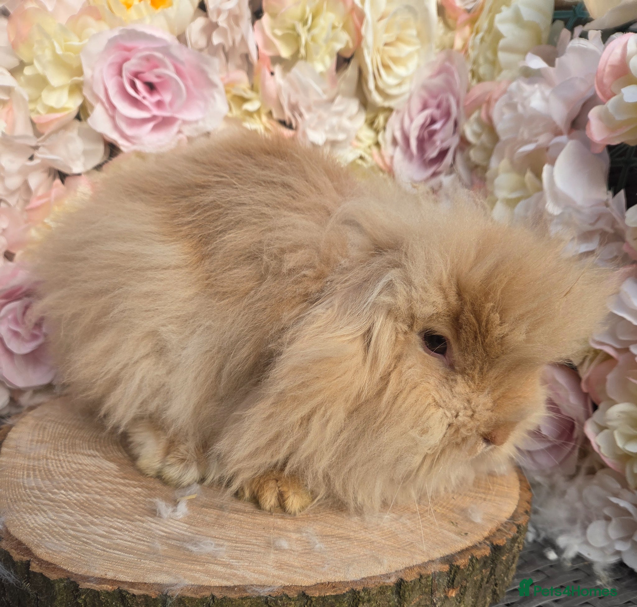 Angora rabbits for sale: Teddywidders - Advert 8