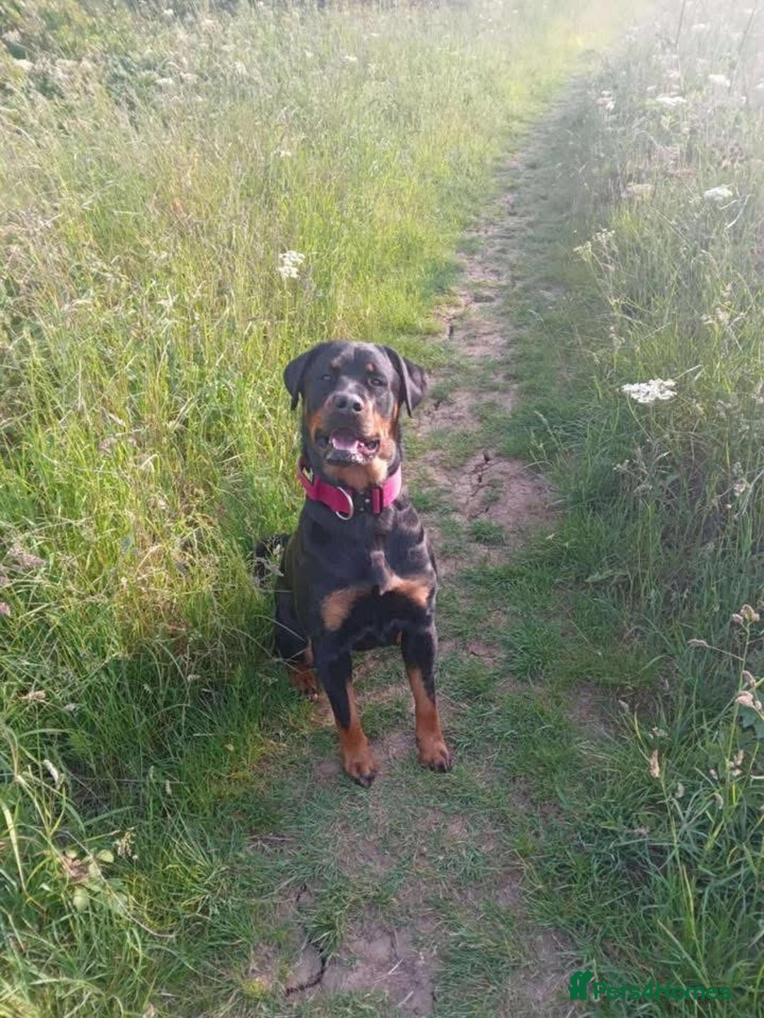 Mixed Breed dogs for sale:  Beautiful natured girl - Advert 4