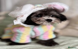 Maltipoo dogs for sale: 🩵Ready Now STUNNING Asian Maltipoo Boy🩵 in Bathgate - Image 17