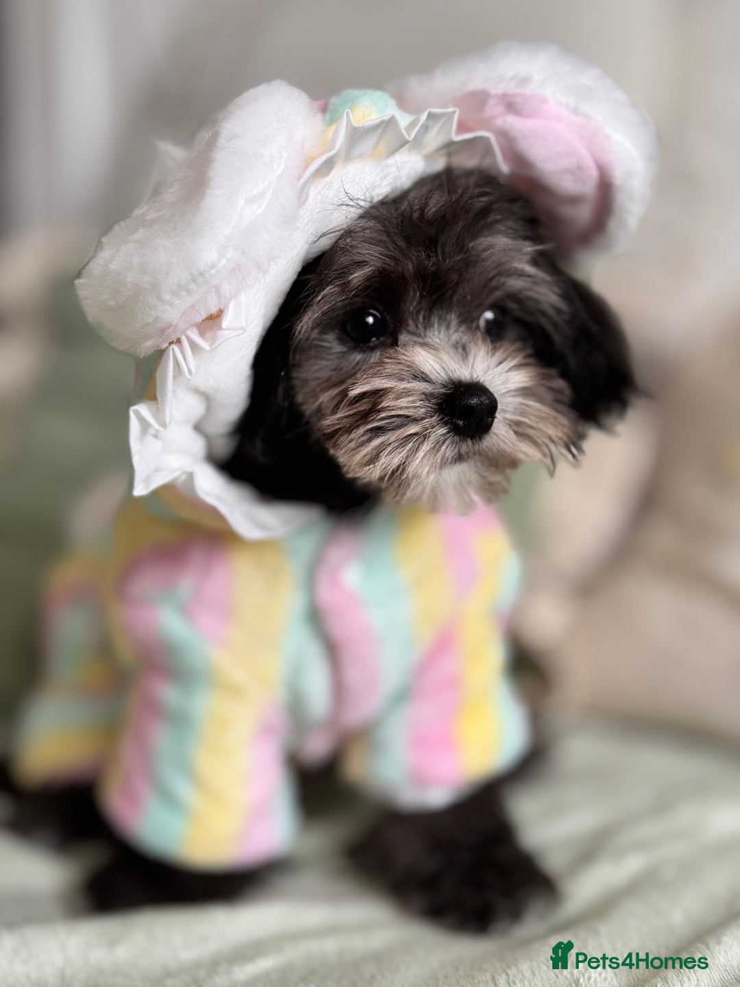 Maltipoo dogs for sale: 🩵Ready Now STUNNING Asian Maltipoo Boy🩵 in Bathgate - Image 17